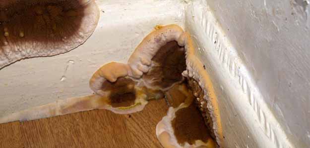 trattare i funghi